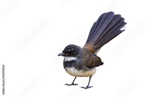 Malaysian Pied Fantail(Rhipidura javanica), bird isolated standing with white background. photo