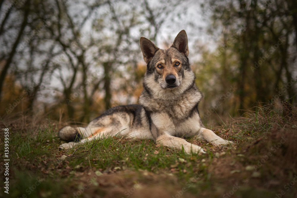 Lying Sarloos wolfdog in the forest