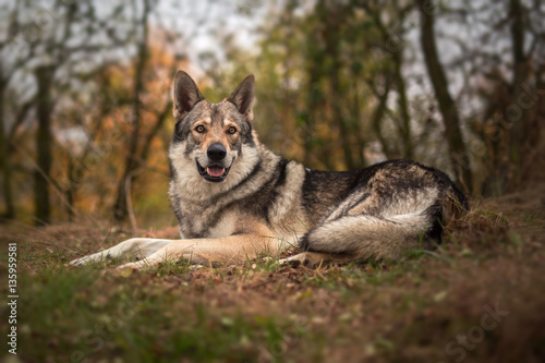 Fototapeta Naklejka Na Ścianę i Meble -  Lying Sarloos wolfdog in the forest