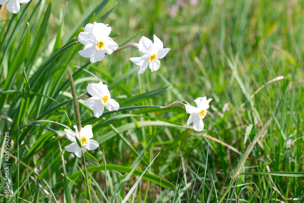 Narcissus flower on a beautiful spring day in green meadow Narcissus flower on a beautiful spring day in green meadow