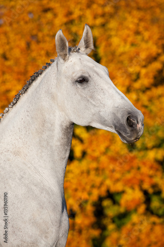 Portrait of nice white horse