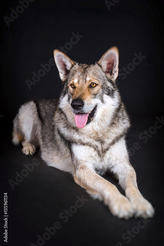 Wolfdog isolated on black background