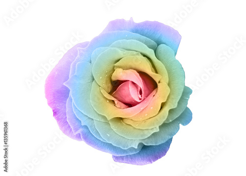 Rose in Regenbogenfarben  freigestellt auf wei  em Hintergrund  Aufsicht