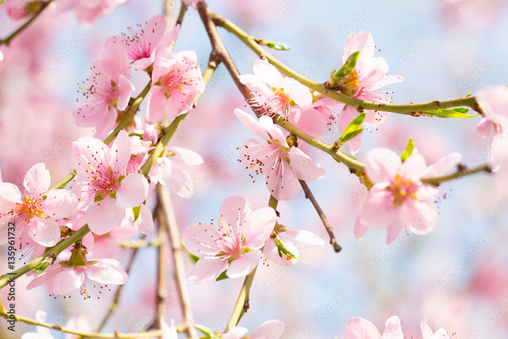 Spring blossom background, peach tree flower on a beautiful day