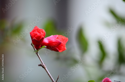  flowers blooming pomegranate Close to