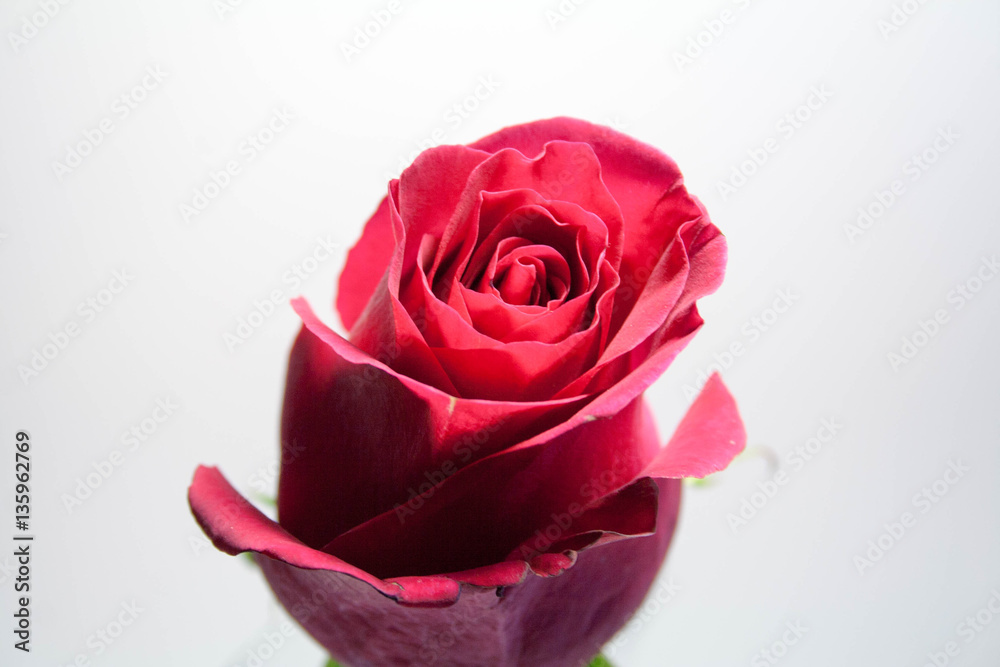 Red rose in the increase Red rose in the increase