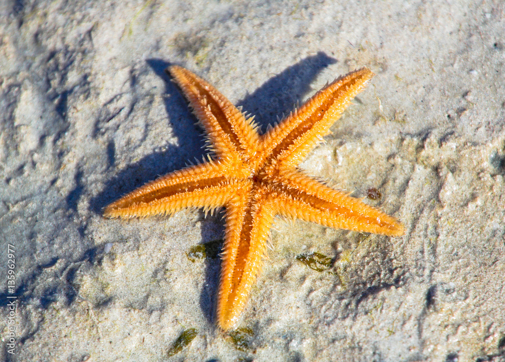 Starfish on beach. Watamu, |Kenya. Starfish on beach. Watamu, |Kenya.