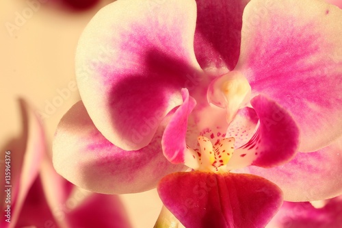 einzelne Blüte der Orchideen