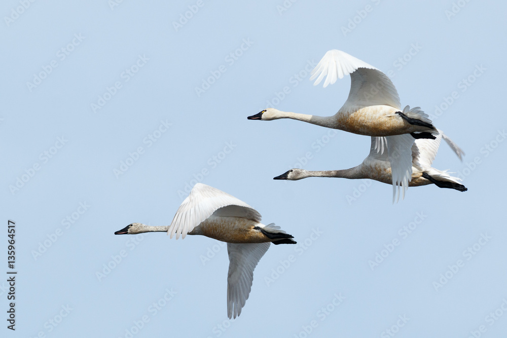 Tundra swan migration Tundra swan migration
