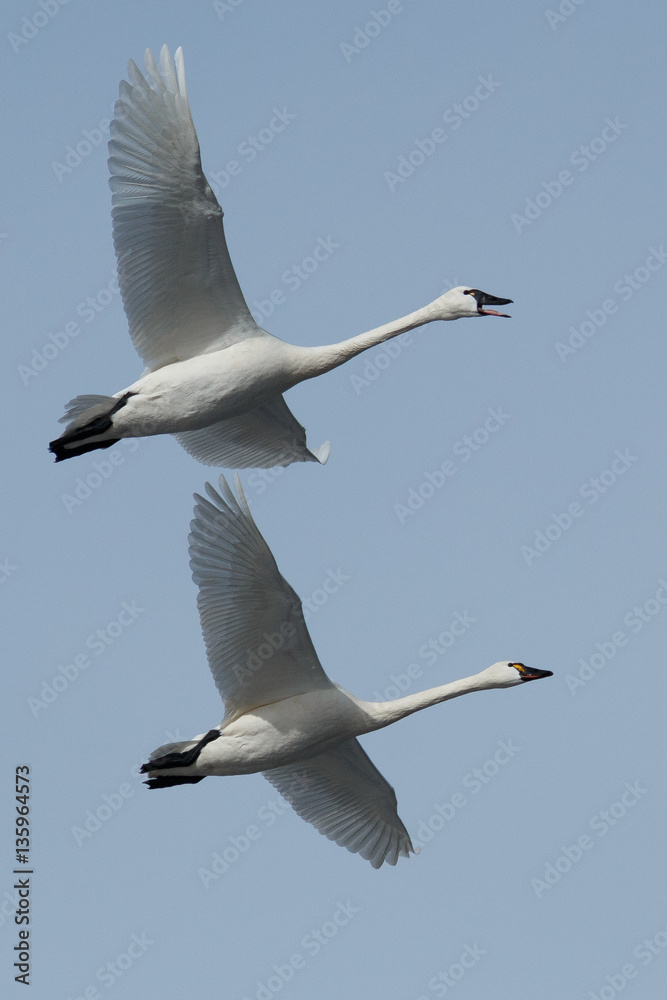 Obraz premium Tundra swan migration