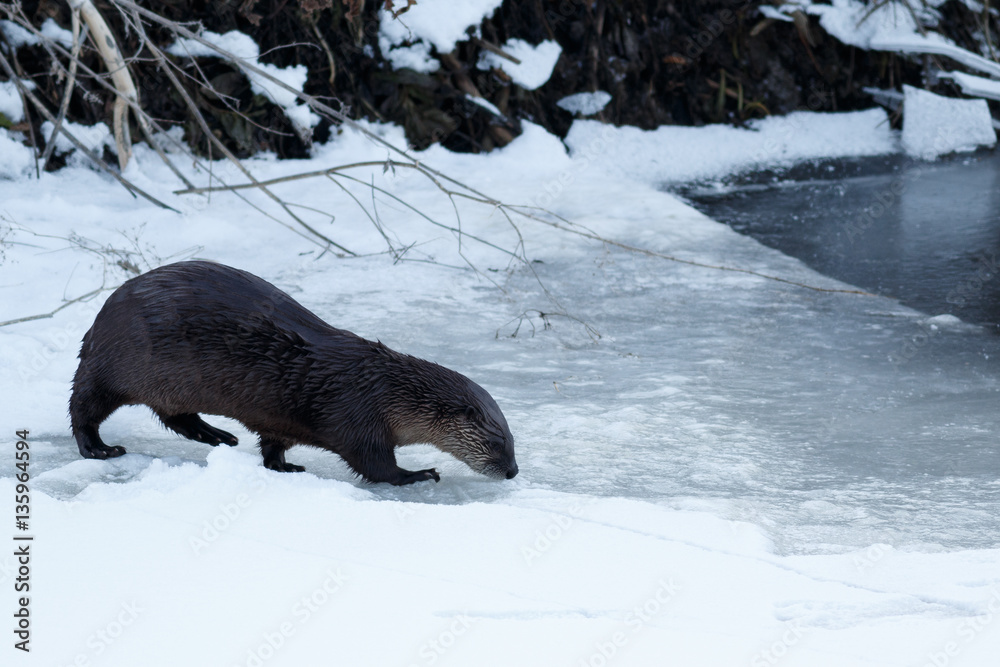 River otter walking on the ice River otter walking on the ice