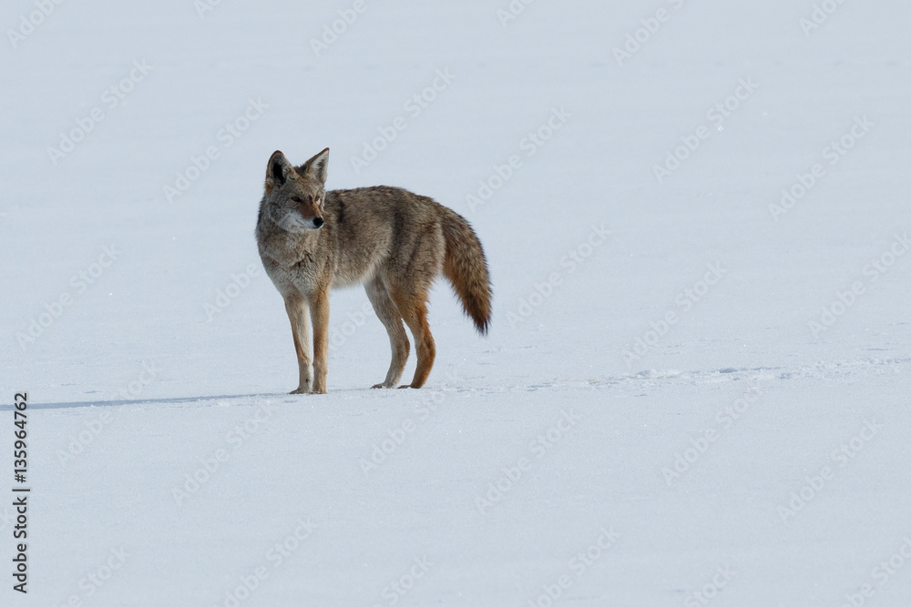 Fototapeta premium Coyote standing on the snow