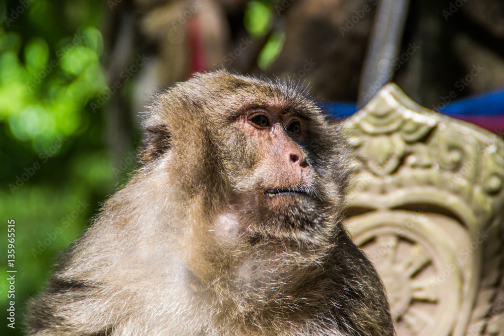thailand monkey thailand monkey