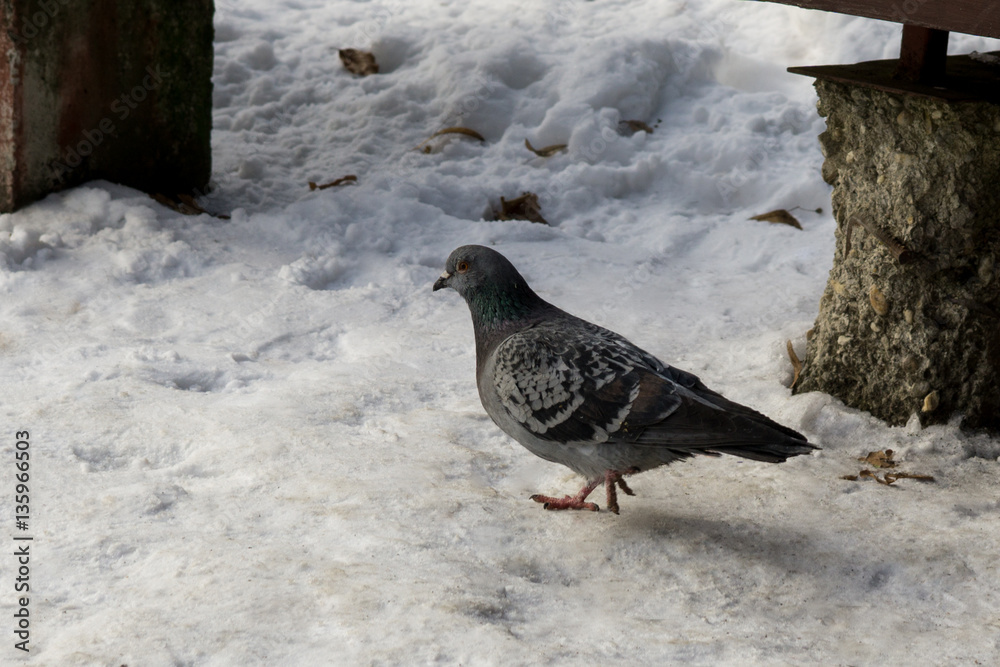 Obraz premium Pigeons on the snow. Slovakia