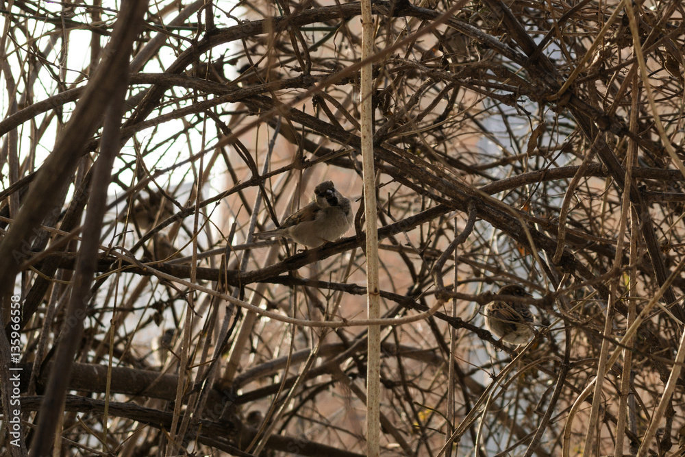 Birds in the bushes during winter. Slovakia Birds in the bushes during winter. Slovakia