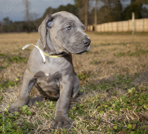 Great Dane ready to leave