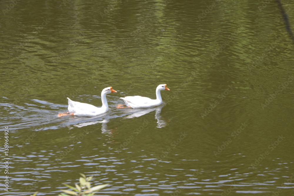 swan couple swan couple