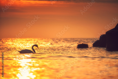 White swan in the sea with blue dark background on the sunrise. © ValentinValkov
