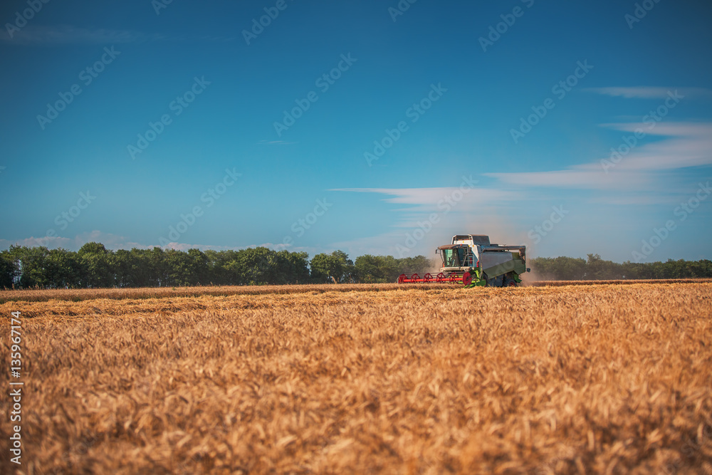 Combine harvester agriculture machine harvesting golden ripe whe