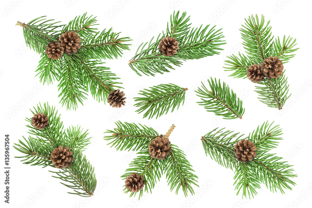 Fir tree branch with pine cones isolated on white background Fir tree branch with pine cones isolated on white background