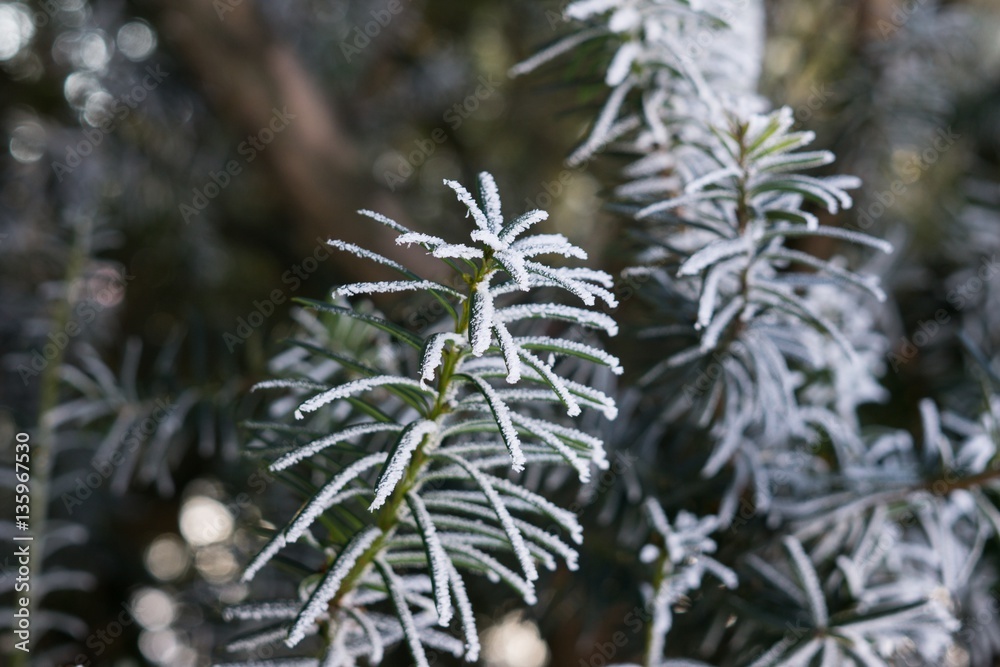Snow coating on the plant in winter. Slovakia