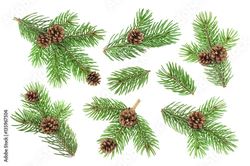 Fir tree branch with pine cones isolated on white background