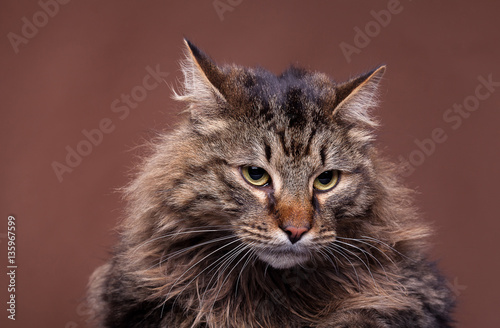 Grumpy big maine coon breed cat © DC Studio