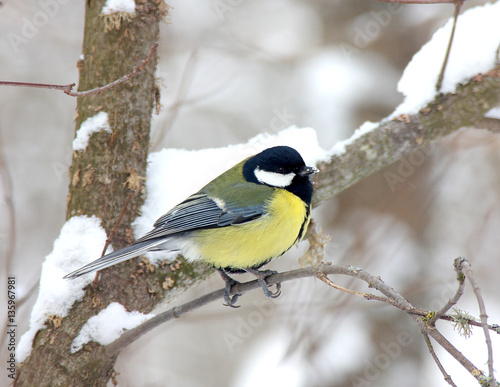 Titmouse