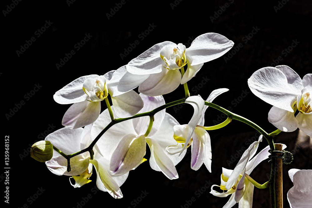 Obraz premium White orchid isolated on black