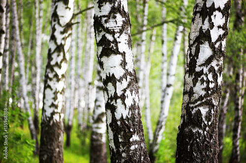 summer in sunny birch forest