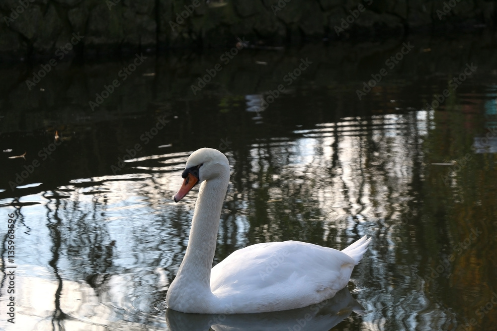Fototapeta premium Swan swimming in a stream. Selective focus. 