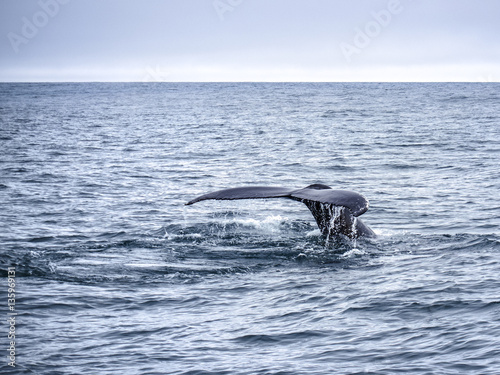 Whale tale while the animal diving on the Husavik bay in Iceland