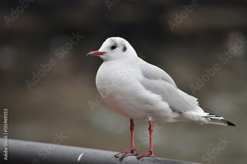 Seagull standing by the sea