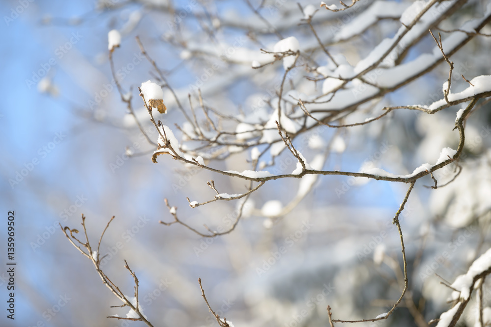 Winter branches covered with snow. Frozen tree branch in winter forest. 