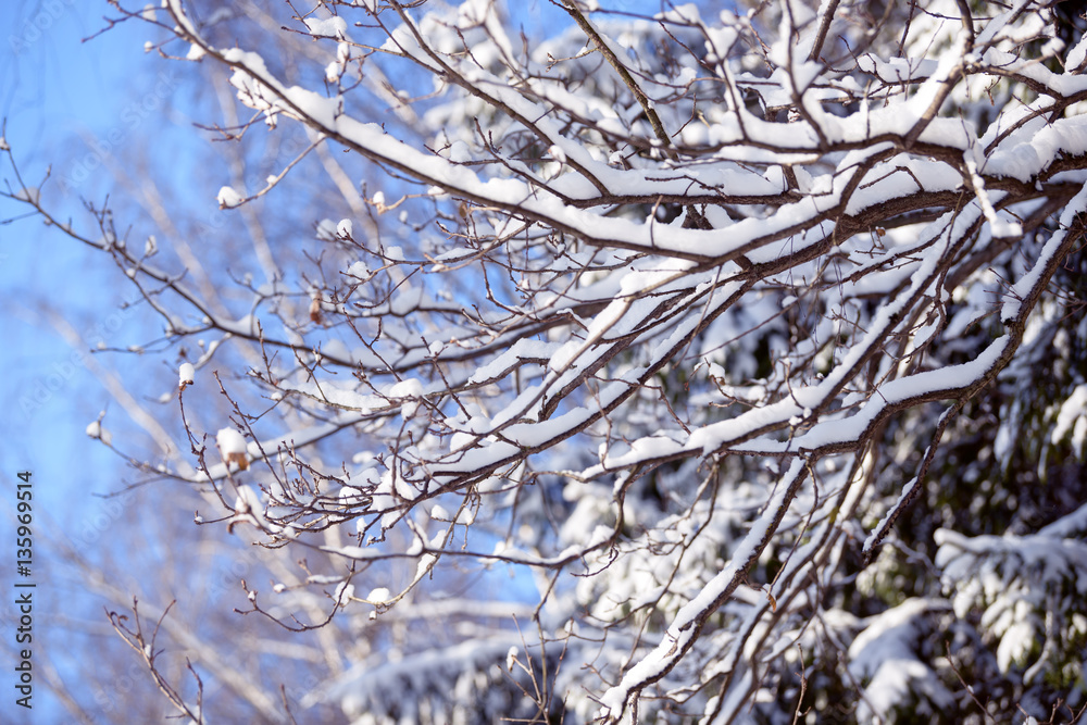 Winter branches covered with snow. Frozen tree branch in winter forest. Winter branches covered with snow. Frozen tree branch in winter forest.