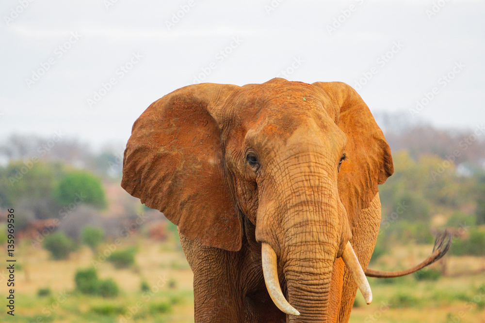 Red Elephant in Tsavo East National Park. Kenya.
