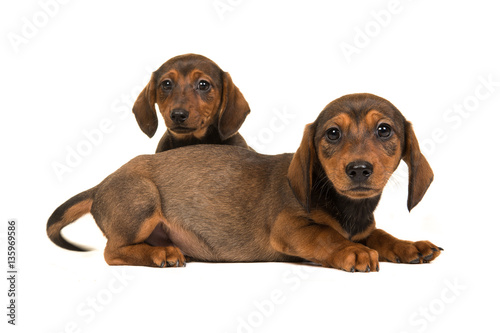Fototapeta Naklejka Na Ścianę i Meble -  Two cute sitting and lying shorthair dachshund puppy dogs facing the camera isolated on a white background