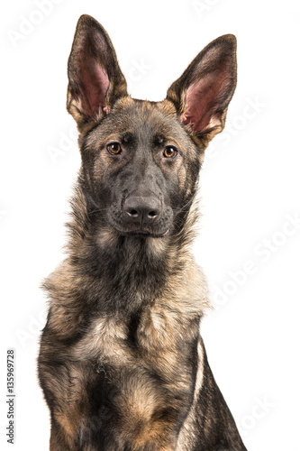 Pretty young dark german shepherd dog portrait facing the camera on a white background