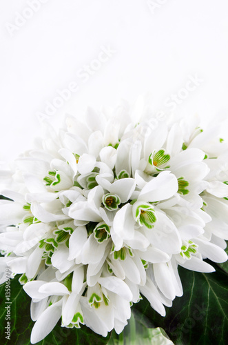Snowdrop bouquet, white spring flowers on light background. Copy space