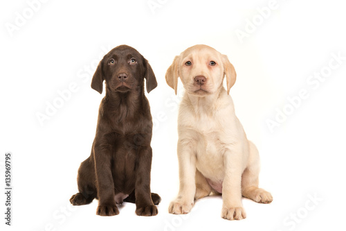 Blond and brown labrador retriever puppy facing the camera sitting on an isolated on a white background