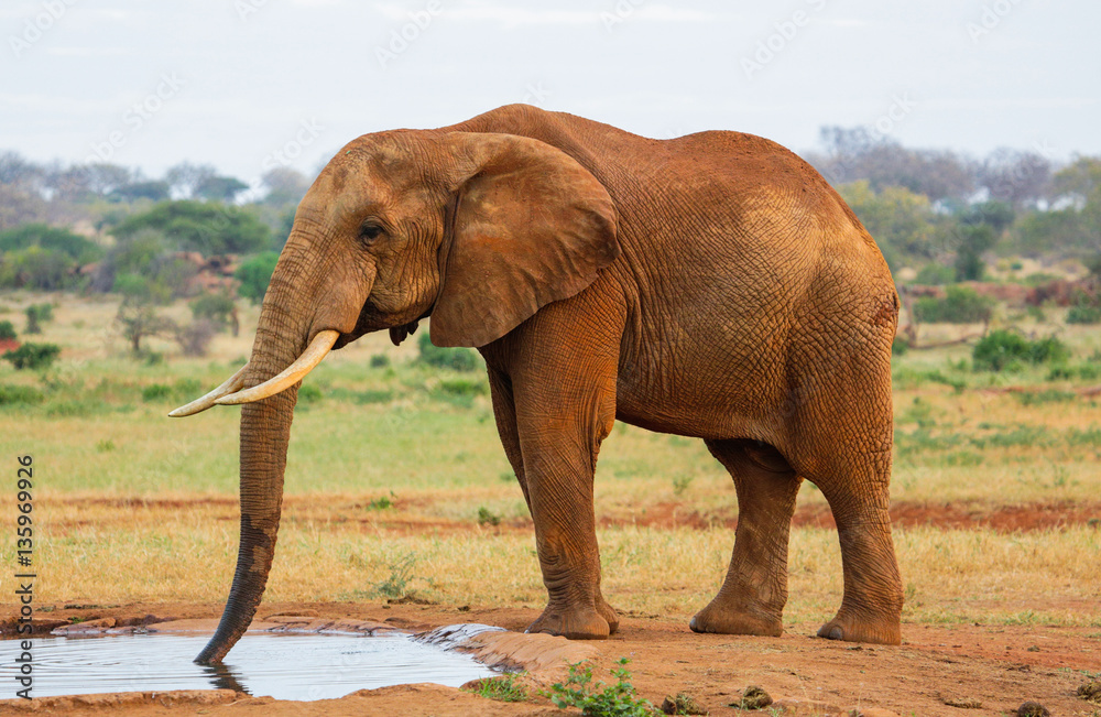 Fototapeta premium Red Elephant in Tsavo East National Park. Kenya.