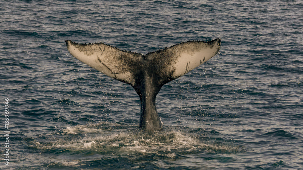 Fototapeta premium Whale Tail