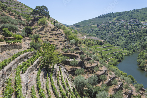 Europe, Portugal, Douro Valley, Porto, a region that runs from the Spanish-Portugal border to the coast. Valley is lined with steeply sloping hills, vineyards.
