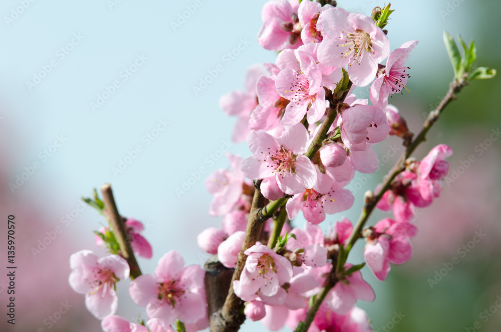 peach blossom