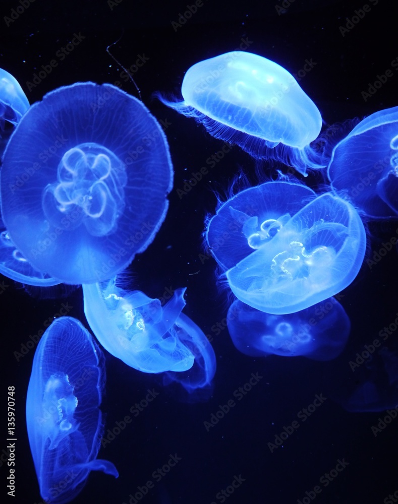 Quallen im blauen Licht Quallen im blauen Licht