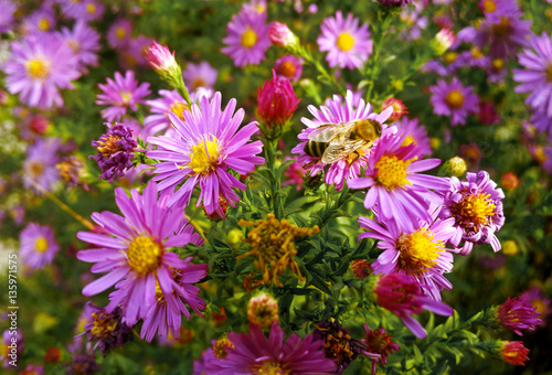 Bee at the garden on the lilac flower © Sergii Mironenko