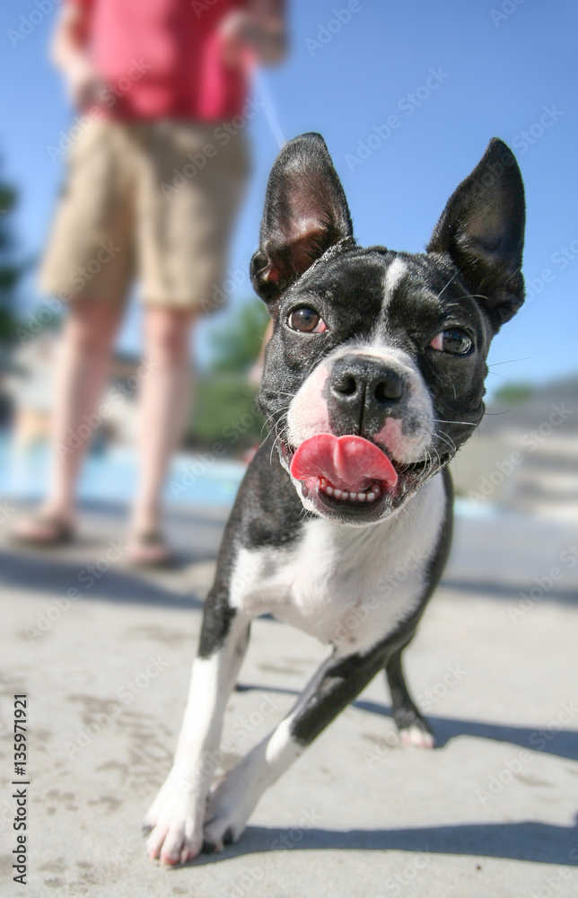  a cute boston terrier pulling on a leash at a local public pool