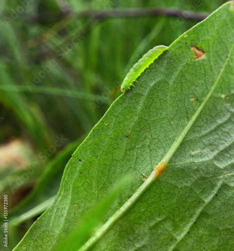 Green caterpillar goes gome