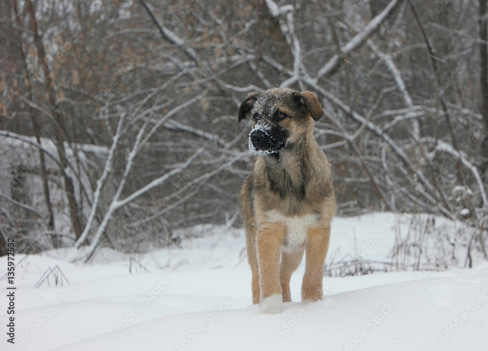 Naklejka premium Cute puppy in snowfall