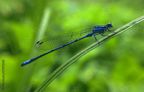 Dragonfly is sitting on green grass